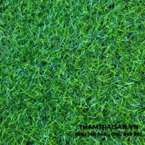 Bề mặt thảm cỏ tấm nhân tạo 2cm