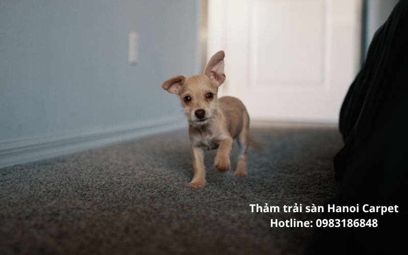 Chọn màu thảm phù hợp văn phòng nhỏ