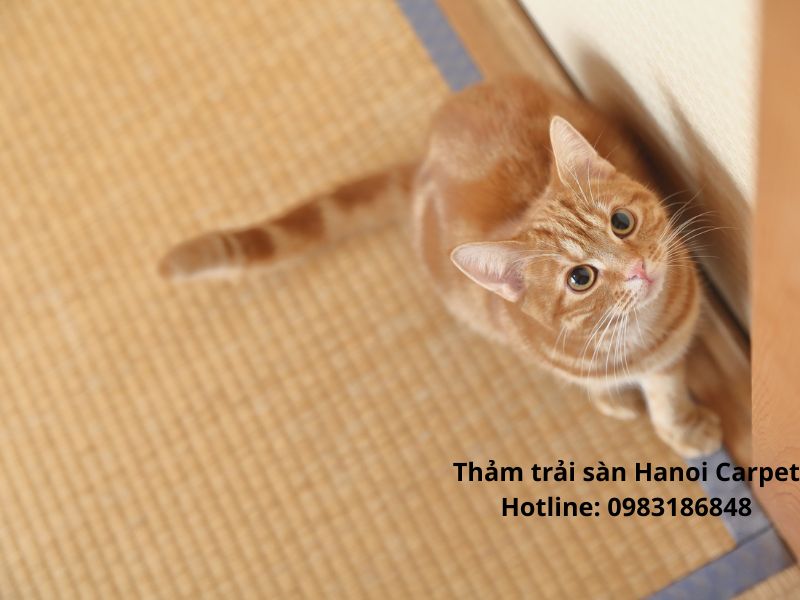 Thảm trải sàn nuôi thú cưng