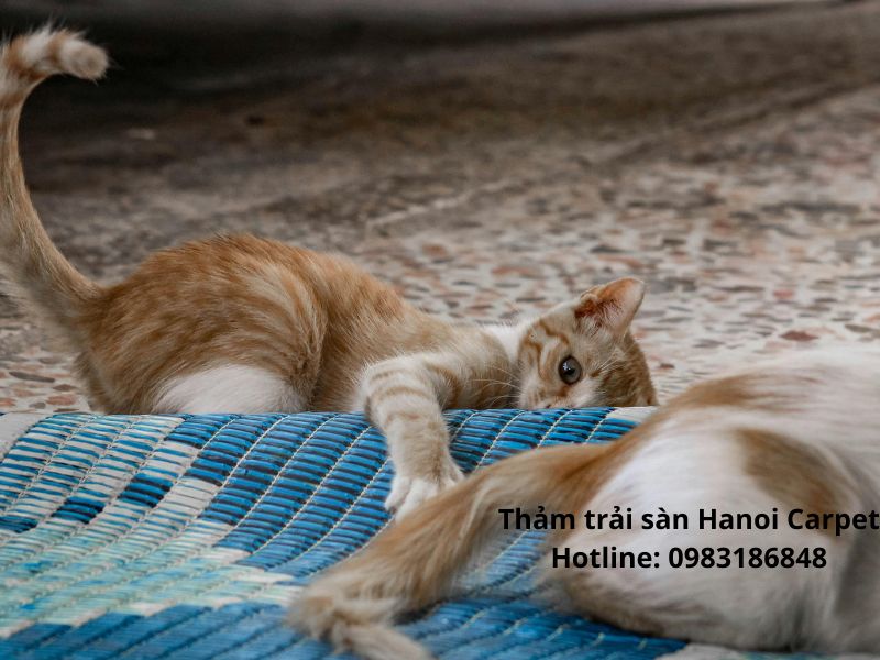 Thảm ít bám lông phù hợp cho việc nuôi thú cưng