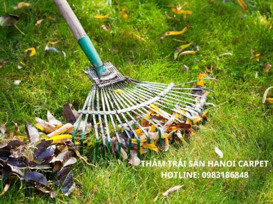 Cách loại bỏ rác thô và lá cây trên bề mặt thảm