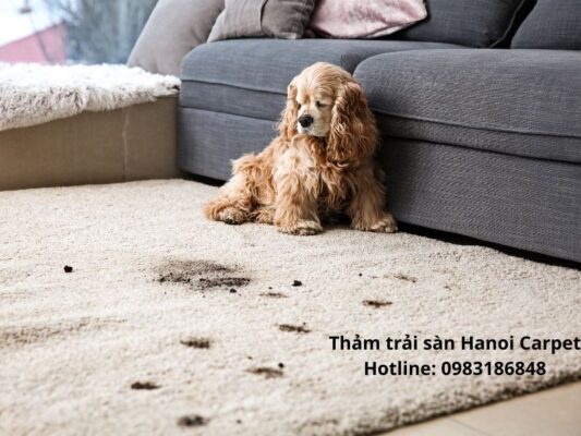 Thảm trải phòng khách
